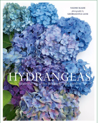 Hydrangeas by Naomi Slade and Georgianna Lane